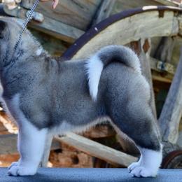Akita Puppies from Aces-Up Akitas