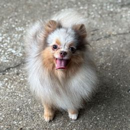 SERENITY - Pomeranian