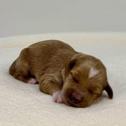 Poppy - Red  female Goldendoodle puppy in Kenansville, North Carolina from J+A Family Doodles