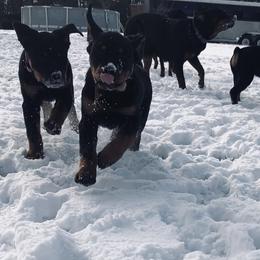 Rottweiler Puppies from Vom Arnold-Hause Rottweilers