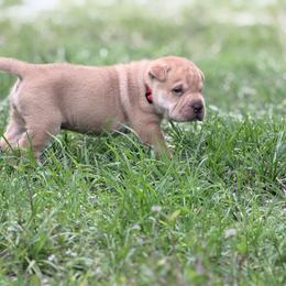 Alex - Cream male Chinese Shar-Pei puppy in Lehigh Acres, Florida from Florida Wrinkles