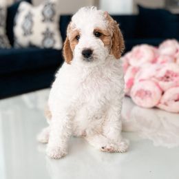 Bernedoodle, Goldendoodle, and Poodle Puppies from Teddy Doodles & Standard Poodles
