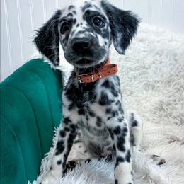 Polaroid-Long Coat - White and black male Dalmatian puppy in Gray, Georgia from Fuller Spots
