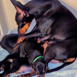 Irish Water Spaniel and Manchester Terrier Puppies from Coltsfoot Farm