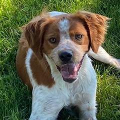 French Brittanys from Elevage dans le Bosquet