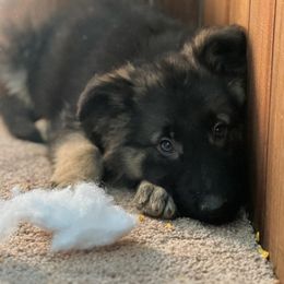 Male #2 - Black and tan German Shepherd puppy in Salisbury Ctr, New York from Harris German Shepherds