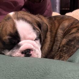 Ron Weasley - Red Collar - Fawn brindle and white male Bulldog puppy in Krum, Texas from K & K Little Blessings