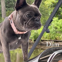 Luna - French Bulldog