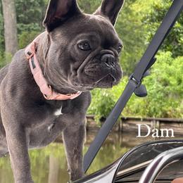 Luna - French Bulldog