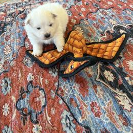 Larry - White male American Eskimo Dog puppy in Redlands, California from Arctic Storm Kennels
