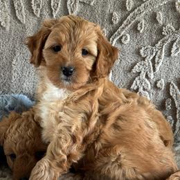 Sparrow - Red female Cavapoo puppy in Columbus, Montana from Comfort Doodle
