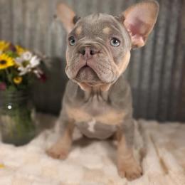 Rae - Tricolors female French Bulldog puppy in Nixa Or Houston, Missouri from Pistol Creek Puppies