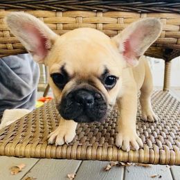 French Bulldog Puppies from Valhalla Frenchies
