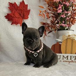French Bulldog Puppies from Donna Johnson