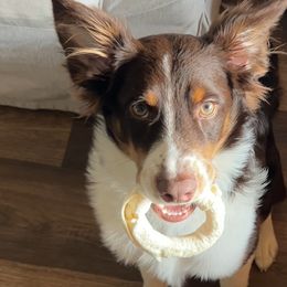 Australian Shepherds and Miniature Australian Shepherds from KMooreAussies