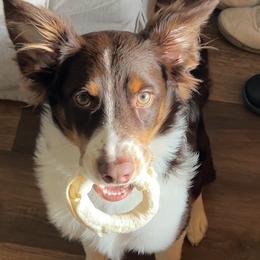 Australian Shepherds and Miniature Australian Shepherds from KMooreAussies