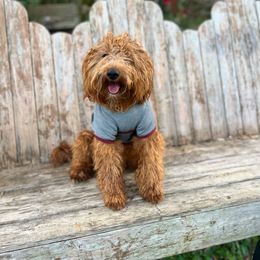 Teddy - Goldendoodle