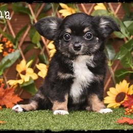 Luna - Black and tan female Chihuahua puppy in Demorest, Georgia from Sourpatch Chihuahuas