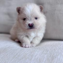 Loaf - Cream male Pomeranian puppy in Canandaigua, New York from Fingerlakes Pomeranians