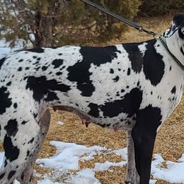 Great Danes from Collver Danes