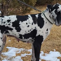 Great Danes from Collver Danes