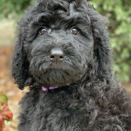 Cleo - Goldendoodle puppy in Cleburne, Texas from Sugar Fig Kennel