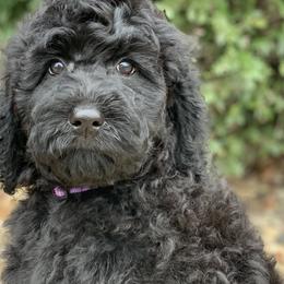 Cleo - Goldendoodle puppy in Cleburne, Texas from Sugar Fig Kennel