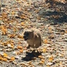 Cairn Terrier Puppies from Shining Waters Farm