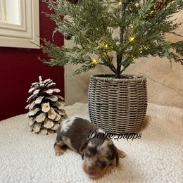 Girl 1 - Dapple female Dachshund puppy in Perris, California from Doxie_pupps