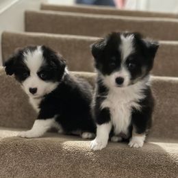 Miniature Australian Shepherd puppies from Scearce breeders