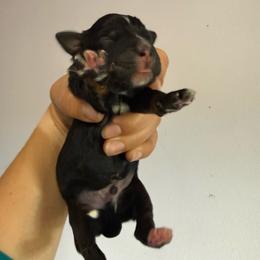 River - Black tri male Toy Australian Shepherd puppy in Medical Lake, Washington from MAS Gone Rogue