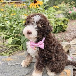 Willow - female Australian Mountain Doodle puppy in Tryon, North Carolina from Melrose Mountain Farm
