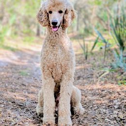 Obito (Obi) - Poodle