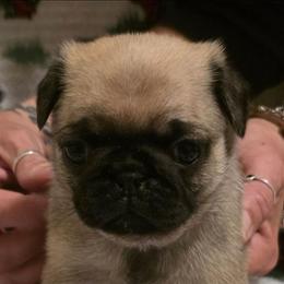 Sage-Purple Collar - Fawn female Pug puppy in New Braunfels, Texas from Kex Pug Haus
