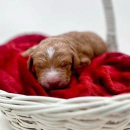 Whitmans - Red  male Goldendoodle puppy in North Carolina from Tuxedo Mountain Doodles