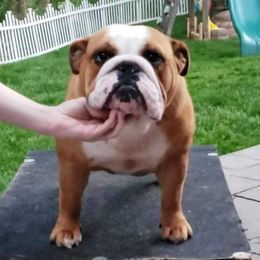 Anna - Bulldog