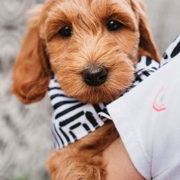 Goldendoodle Puppies from Deer Valley Doodles