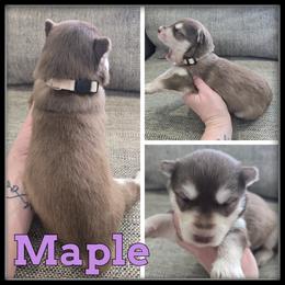 Maple - Red and white female Siberian Husky puppy in Wheeler, Michigan from Haase Family Kennels