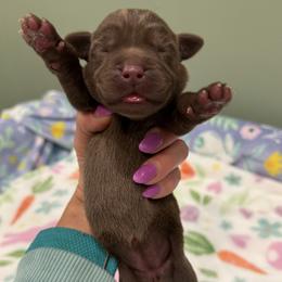 Magenta - Chocolate female Labrador Retriever puppy in North East, Pennsylvania from Newara’s Dog House LLC