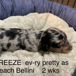 Girl 1 - Dachshund puppy in Mt Laurel, New Jersey from ev-ry dachshund