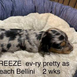 Girl 1 - Dachshund puppy in Mt Laurel, New Jersey from ev-ry dachshund