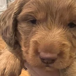 Dachshunds from Chrissys