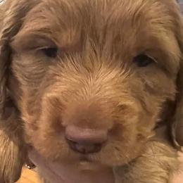 Dachshunds from Chrissys