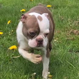 Delilah - Lilac female Boston Terrier puppy in St. Agatha, Maine from Spruce Valley Miniature Dachshunds & Boston Terriers