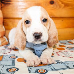 Basset Hound and Goldendoodle Puppies from Rocking H