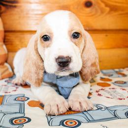 Basset Hound and Goldendoodle Puppies from Rocking H