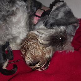 Boy 2 - Salt and pepper male Miniature Schnauzer puppy in Atascadero, California from Zion Miniature Schnauzers
