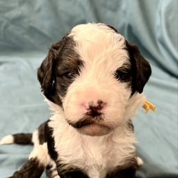 Yellow collar girl - Tri-color female Bernedoodle puppy in Lake, Michigan from 3 King Doodles & Poodles