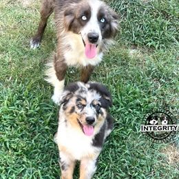 Australian Shepherd and Miniature Australian Shepherd Puppies from Integrity Aussies Tx
