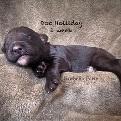 Doc Holliday (Mini Size) - Black male Bordoodle puppy in Mulino, Oregon from Korbella Farm